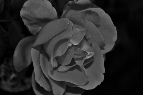 Black And White Rose