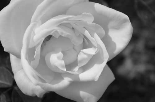 Black And White Rose