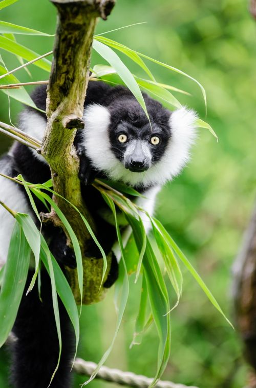 black and white ruffed lemur wildlife madagascar