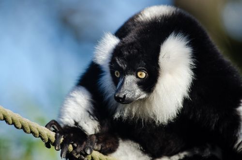 black and white ruffed lemur wildlife head