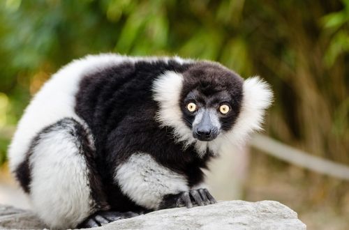 black and white ruffed lemur wildlife madagascar