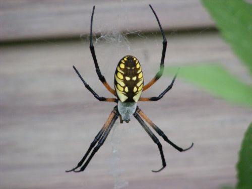 Black And Yellow Argiope