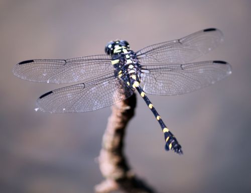 Black And Yellow Dotted Dragonfly