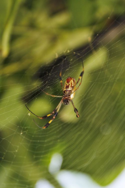 Black &amp; Yellow Spider On A Web