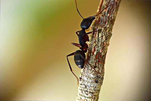 black ant  insect  garden ant