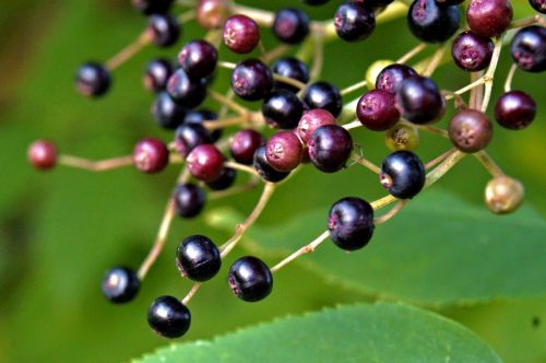 Black Autumn Berries