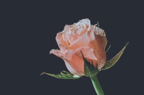 black background  rose  flower