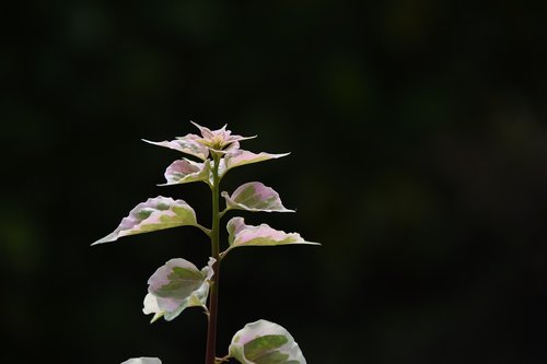 black background  beautiful leaves  the garden