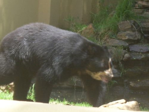 Black Bear