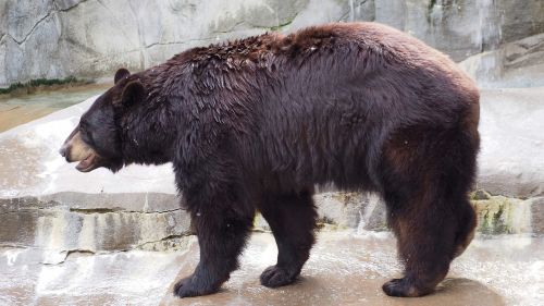 black bear bear black