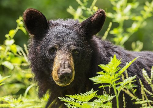 black bear adult portrait