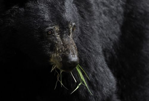 black bear eating wildlife