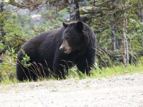 black bear bear animal