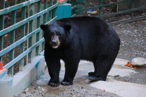 black bear black bear