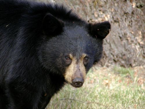 black bear animal wildlife
