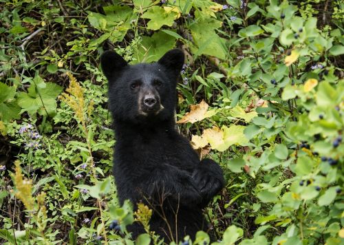 black bear cub looking