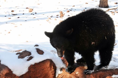 Black Bear In The Snow