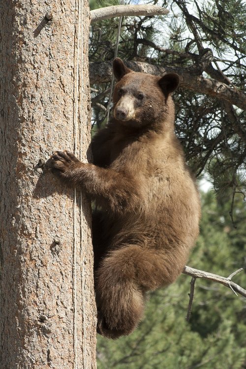 black bear in tree  bear  wildlife