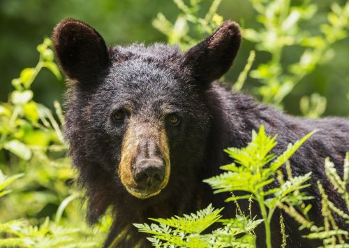 Black Bear Portrait