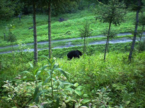 Black Bear