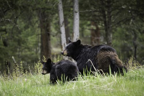 black bears walking wildlife