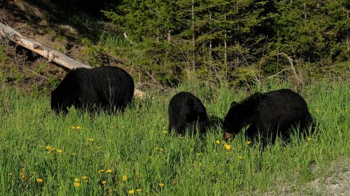 black bears canada rocky mountains