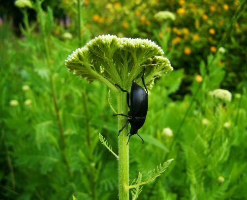 black beetle insect nature