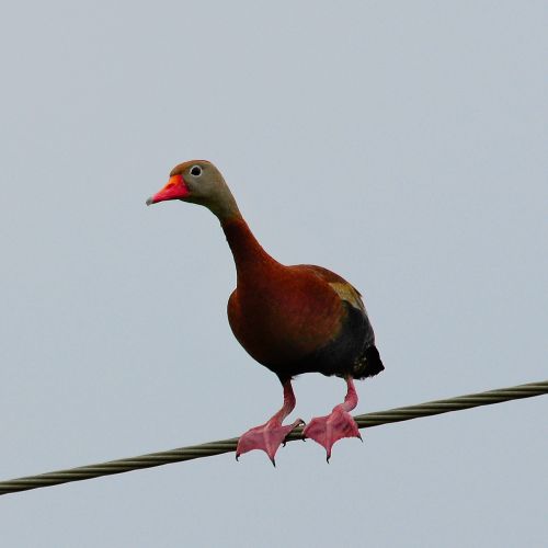 black bellied whistling duck nature wildlife