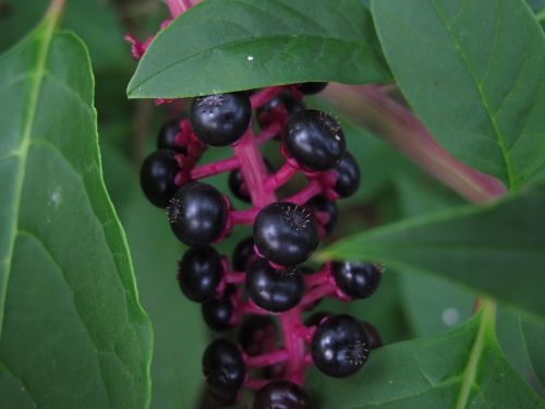 black berries bush black