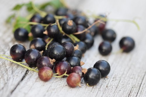 black berries  fruit  kitchen garden