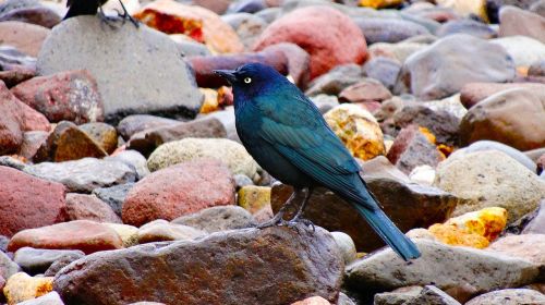 black bird wildlife black