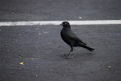 black bird bird nature