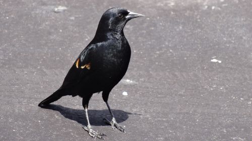black bird red shoulder markings posing