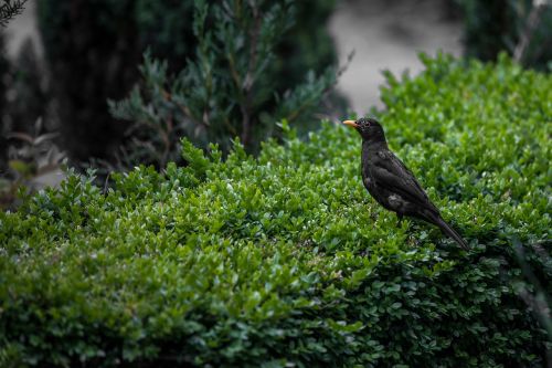 black bird bird nature