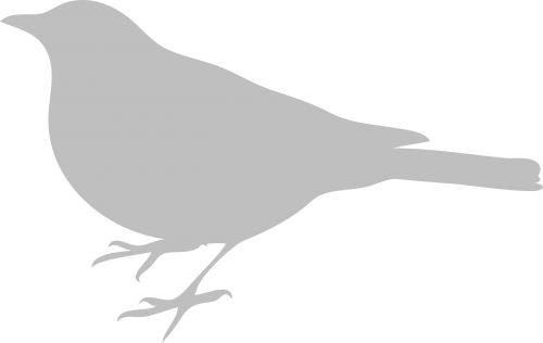 black bird silhouette standing