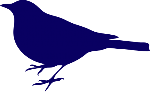 black bird blue silhouette