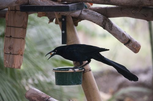 Black Bird Eating