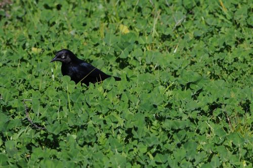 Black Bird In Green Grass