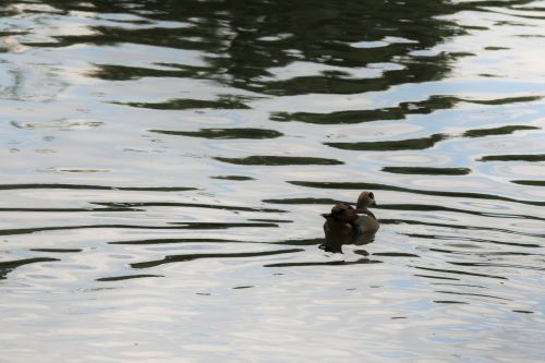Black Bird On Water Pond