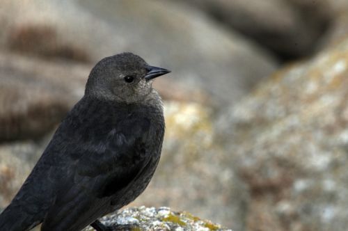 Black Bird With Grey Head