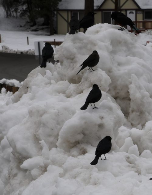 Black Birds In The  Snow