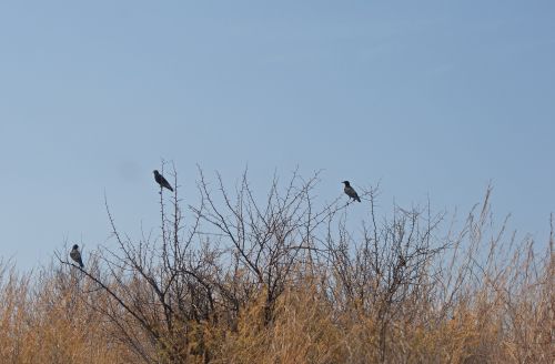Black Birds Sitting In A Thorn Bush