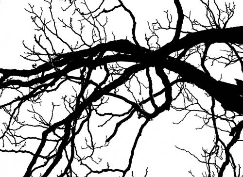 Black Branches On White
