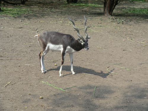 black buck antelope indian