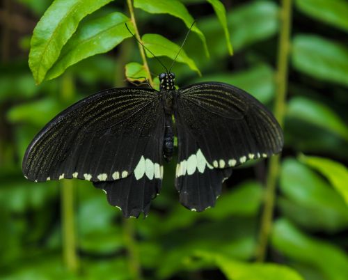 black butterfly insect flower