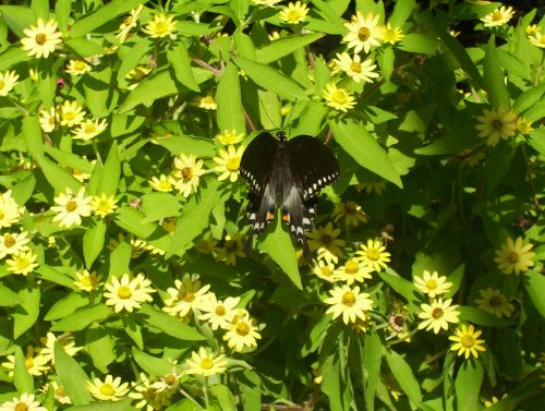 Black Butterfly On Flowers