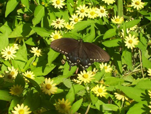 Black Butterfly On Flowers