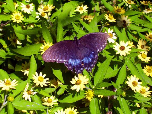 Black Butterfly On Flowers