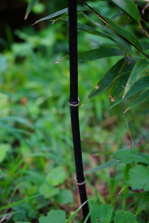 black cane bamboo bamboo phyllostachys nigra