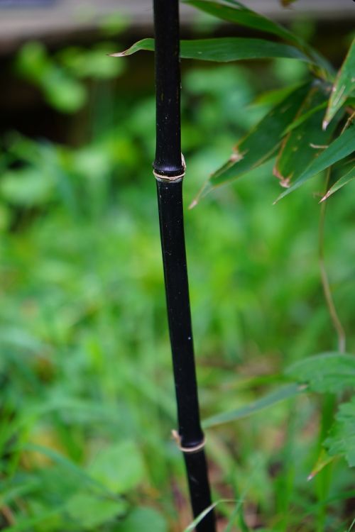 black cane bamboo stalk bamboo